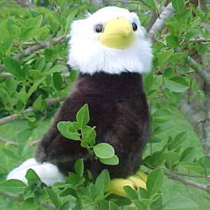 Birds of Prey (Eagle, Falcon, Hawk, Owl, Vulture) - Stuffed Animal World